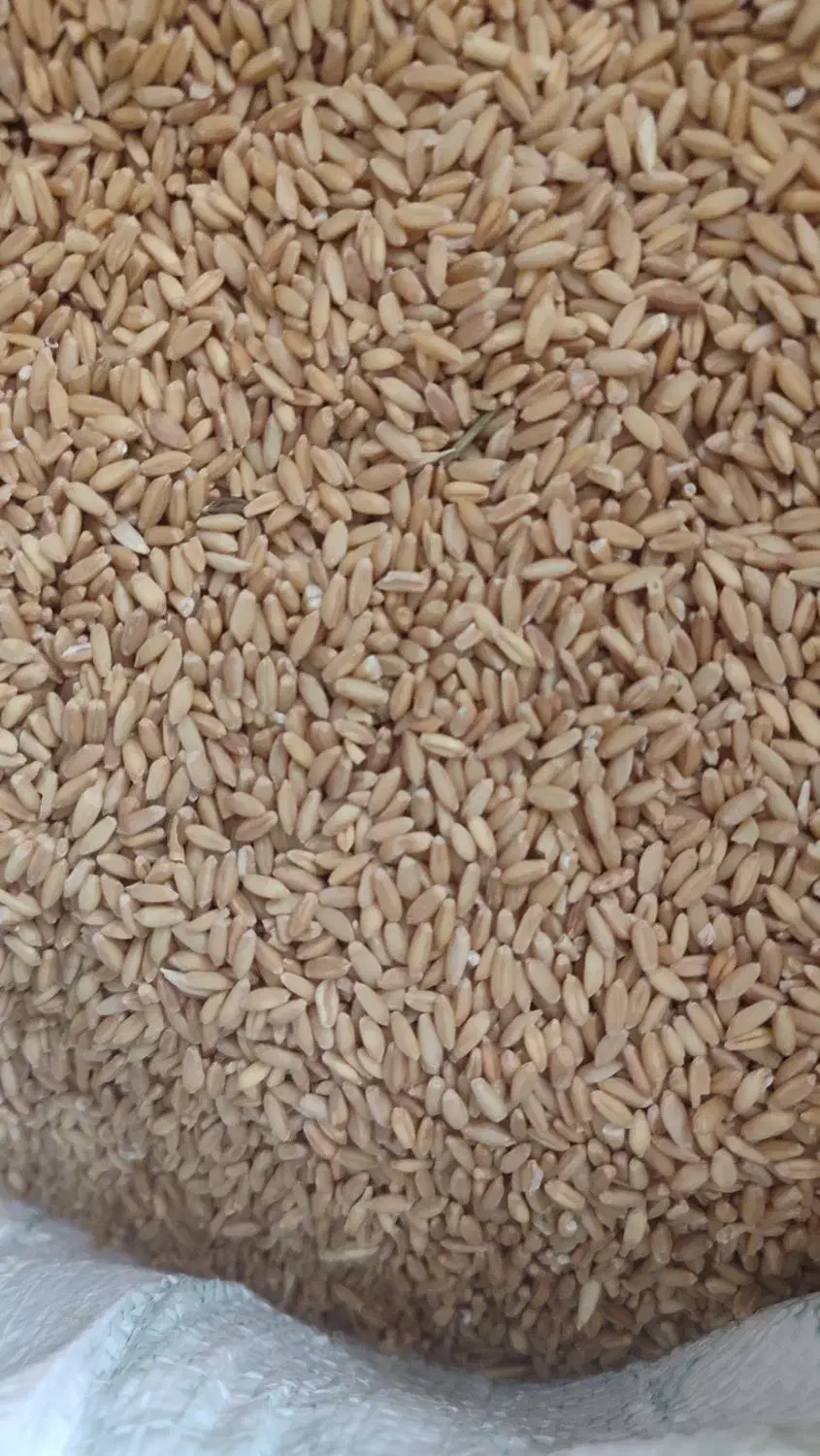 بذرگندم|خدمات باغبانی و درختکاری|نظر کهریزی, |دیوار