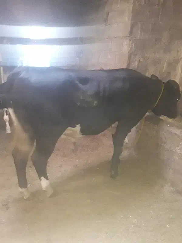 گوساله نر|حیوانات مزرعه|اهر, |دیوار