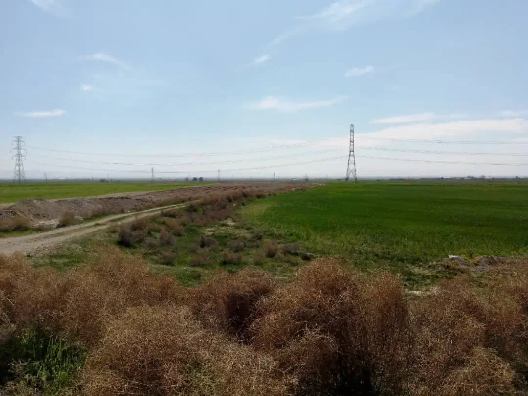 زمین کشاورزی|فروش دفتر صنعتی، کشاورزی، تجاری|نظرآباد, احمد آباد|دیوار