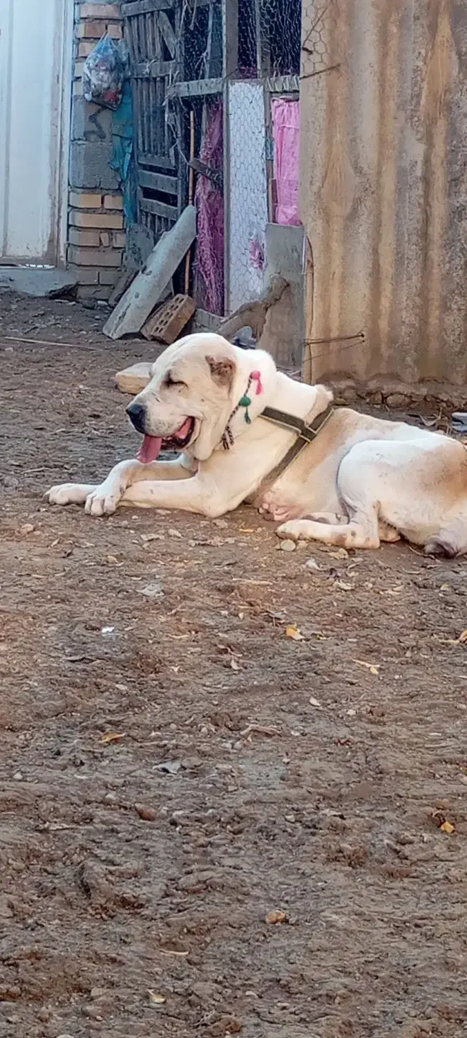 الابای خط خونی قویی دختر تانک الان فل آمده|سگ|انبارآلوم, |دیوار