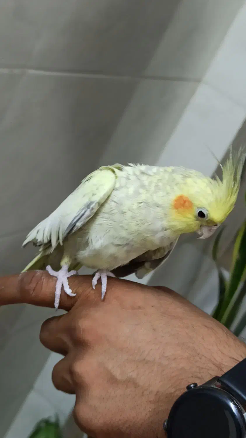 عروس هلندی|پرنده|برخوار, |دیوار