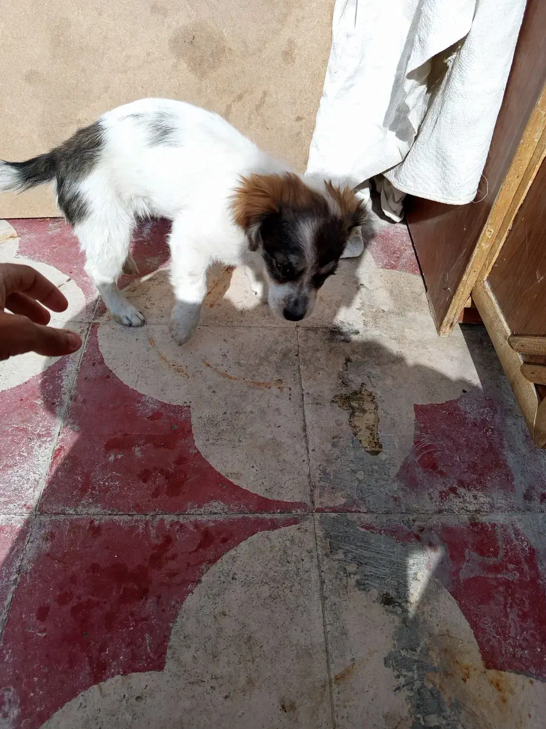 سگ اشپیتز|سگ|کازرون, |دیوار