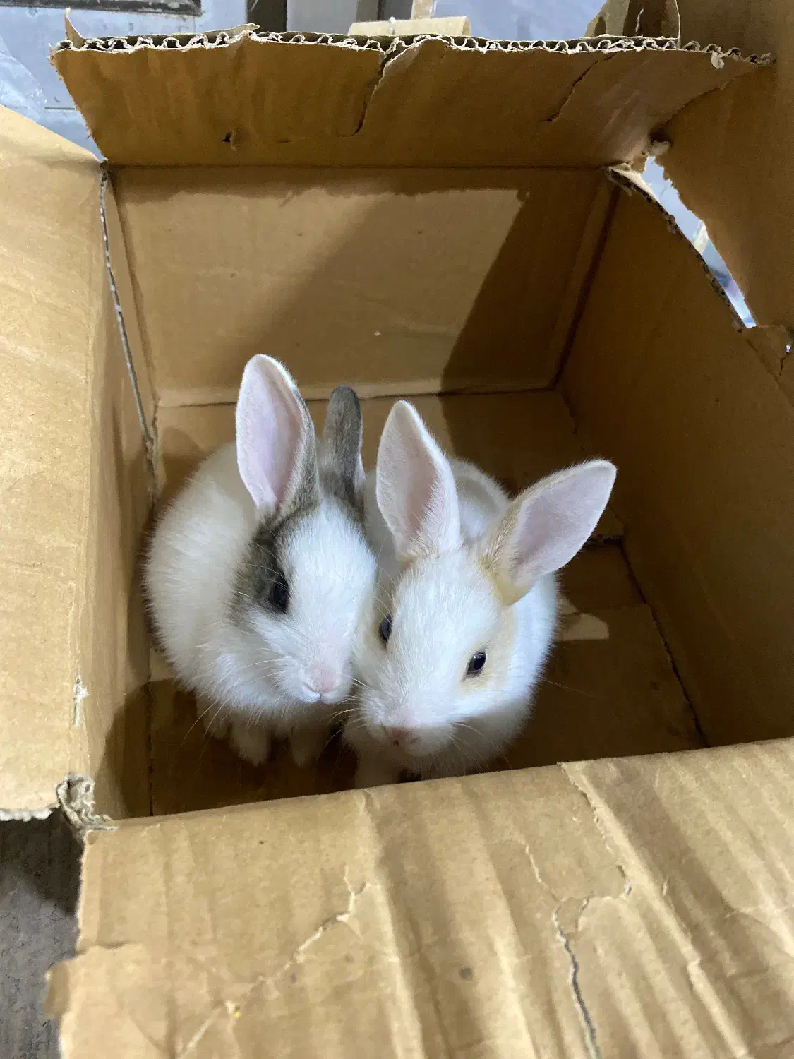 خرگوش بانمک|موش و خرگوش|آبیک, |دیوار