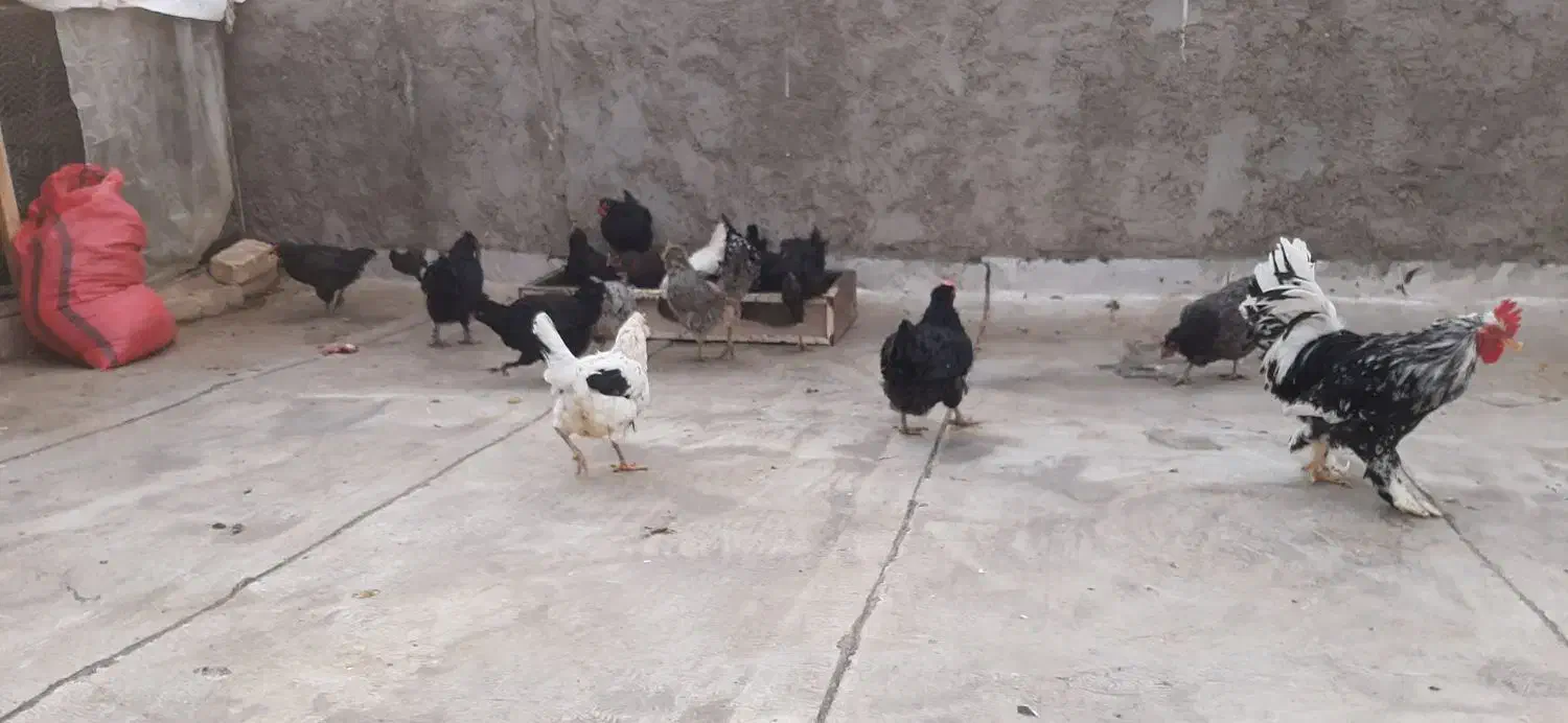 مرغ سیاه|حیوانات مزرعه|شاهینشهر, گزبرخوار|دیوار