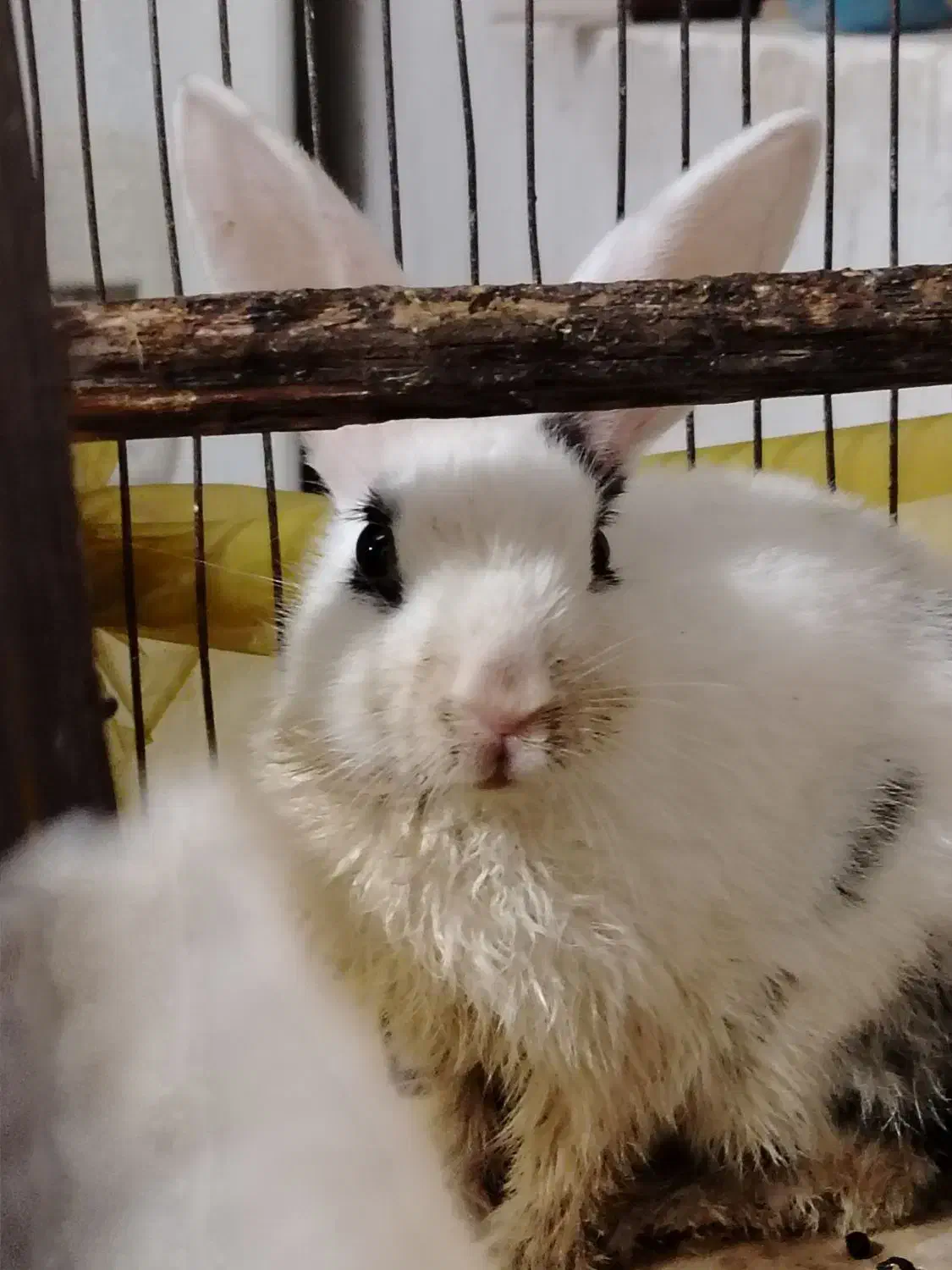 خرگوش|موش و خرگوش|برازجان, |دیوار