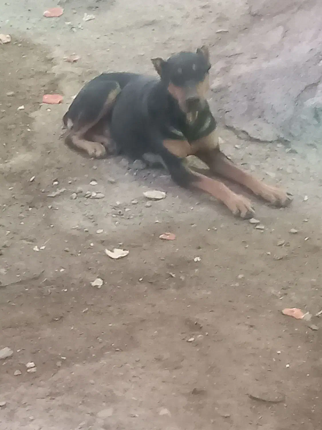 سگ دوبرمن|سگ|ایلام, |دیوار