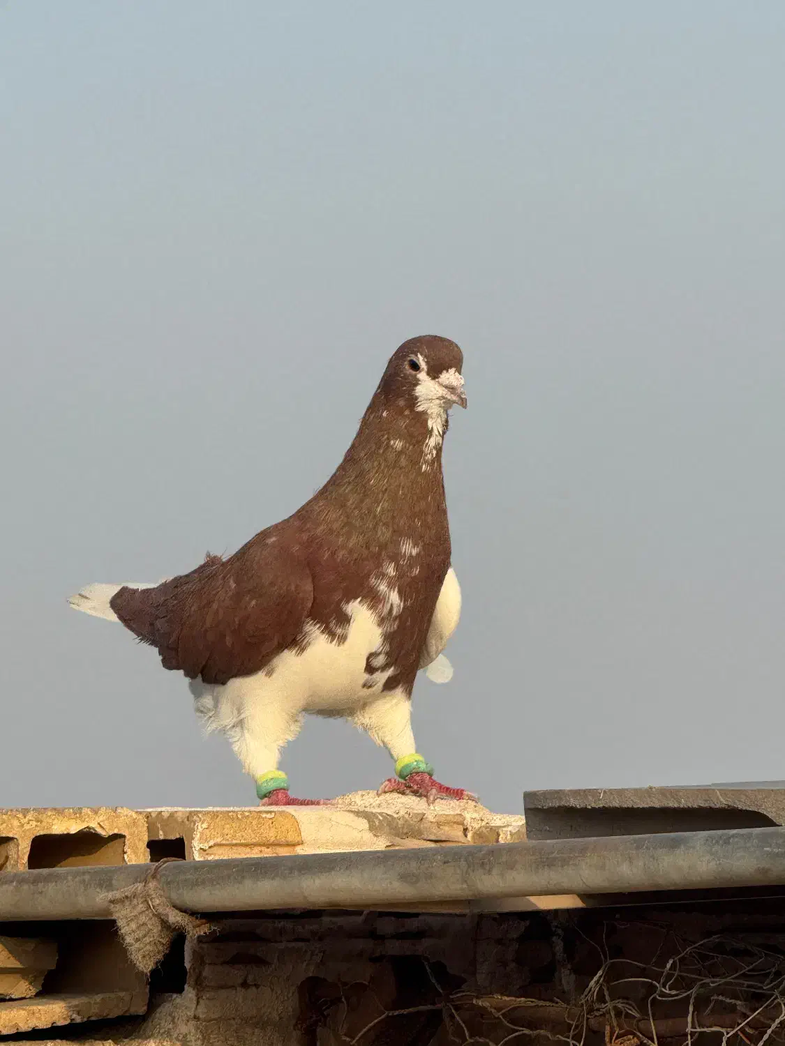 راست نر|حیوانات|آبادان, |دیوار