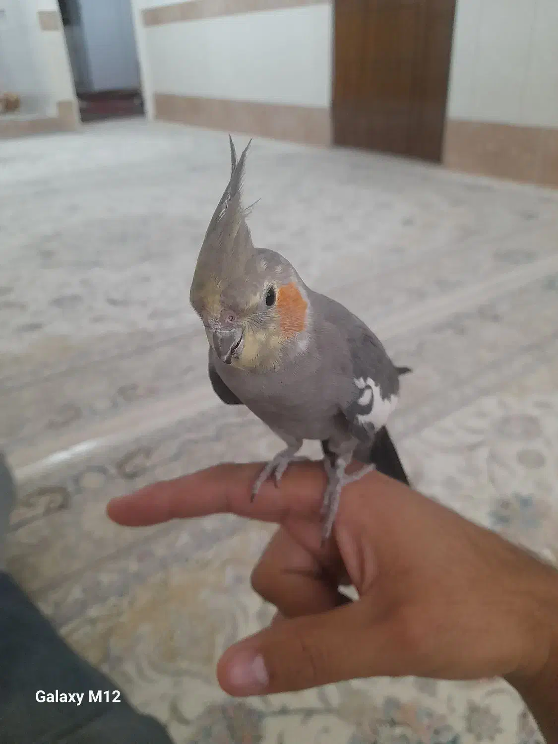 عروس هلندی سالم|پرنده|قم, محمد آباد|دیوار