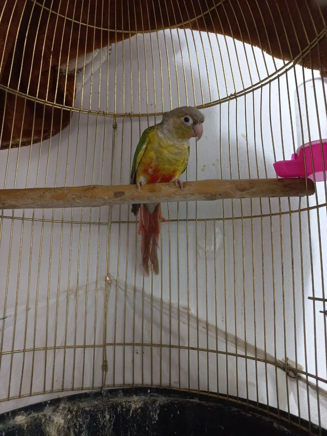 مولد گرینچیک تضمینی با قرمزی بالا، با کل لوازم|پرنده|مشهد, ویلاشهر|دیوار