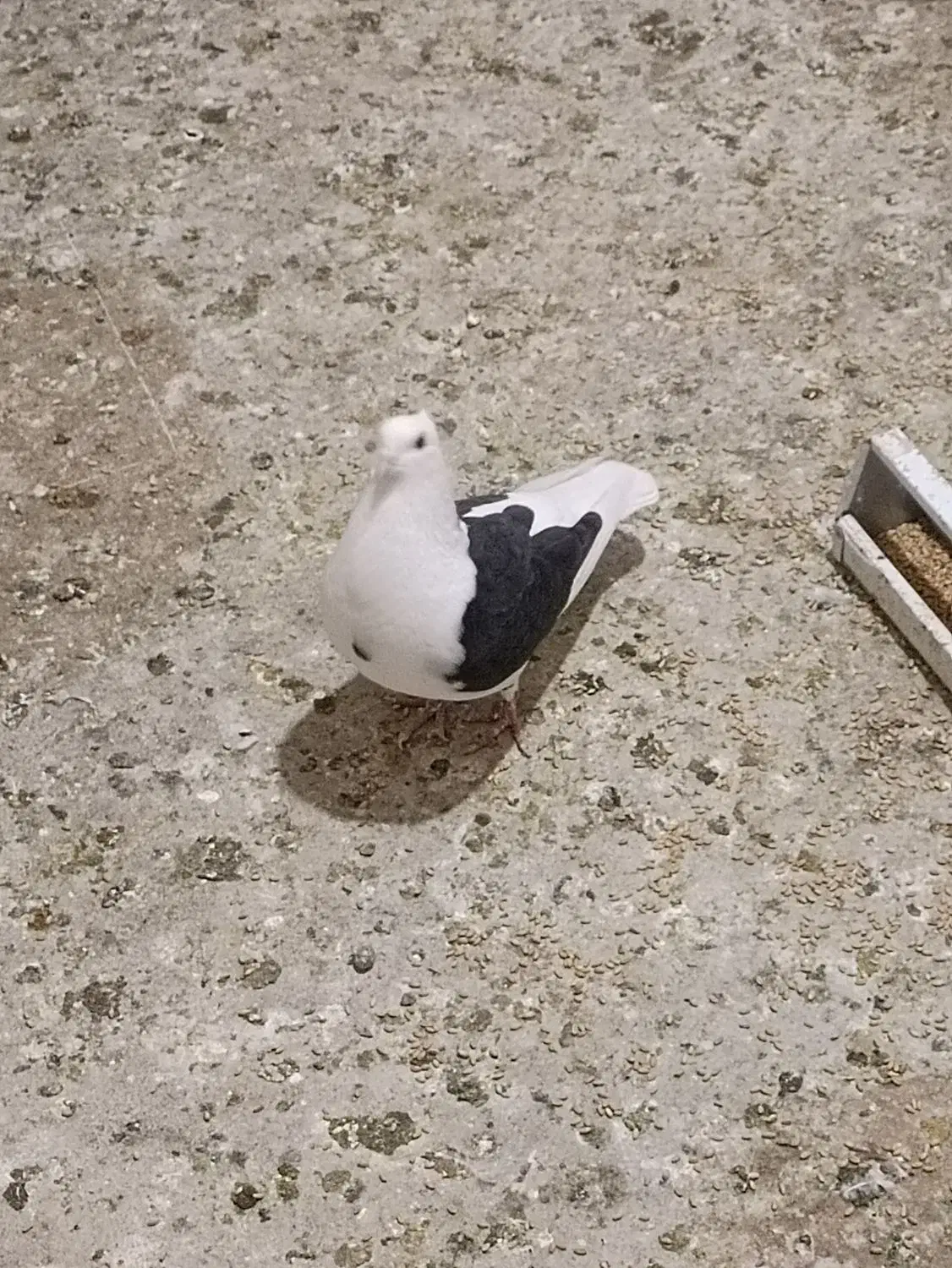 کفتر طوقی پشت سیاه|پرنده|مشهد, فردوسی|دیوار