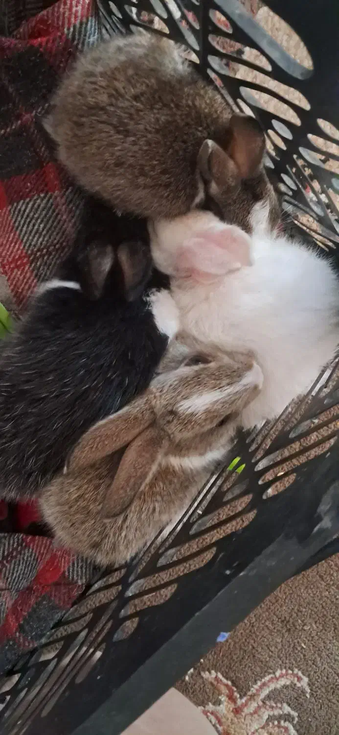 خرگوش|موش و خرگوش|بیرم, |دیوار