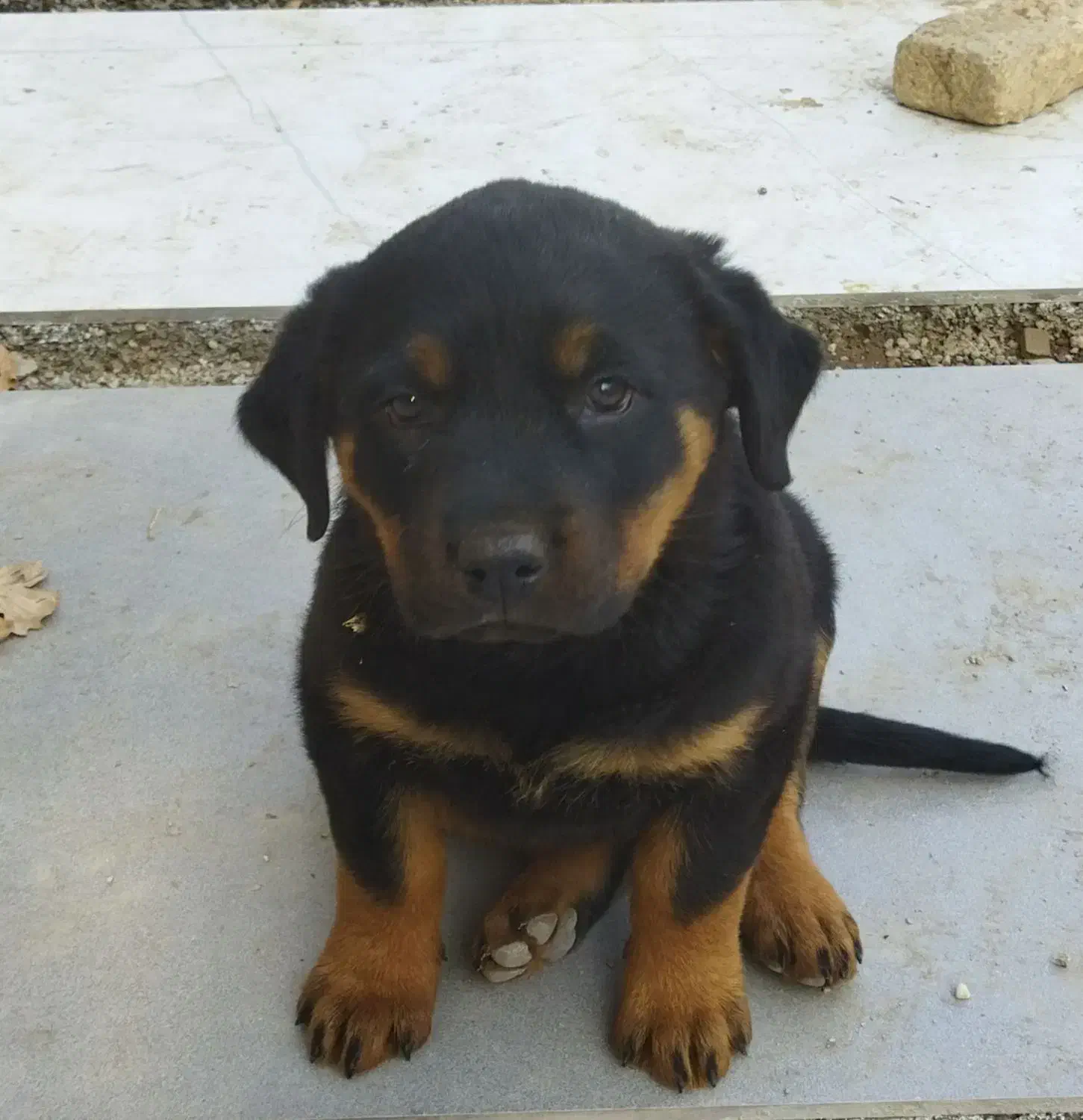 واگذاری سگ|سگ|بومهن, |دیوار