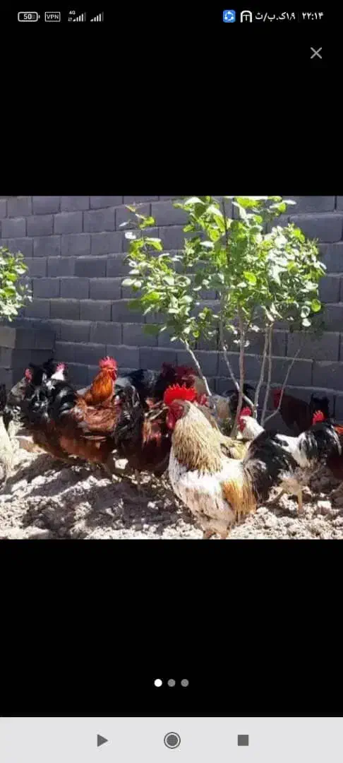 مرغ ،خروس ،بلدرچین و اردک|حیوانات مزرعه|کاشان, مزرعه نو|دیوار