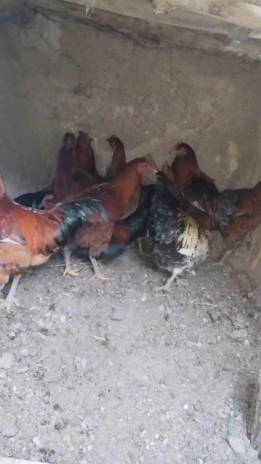 خروس محلی|حیوانات مزرعه|کلیائی, |دیوار