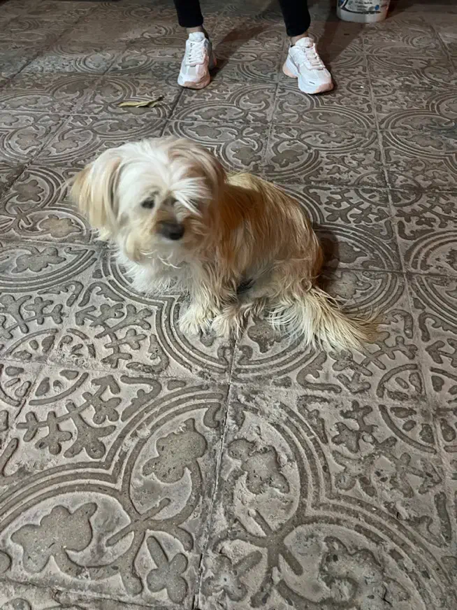 سگ شیدزو پا کوتاه|سگ|کرمان, |دیوار