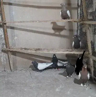 کفتررنگی|پرنده|قم, گلزار|دیوار