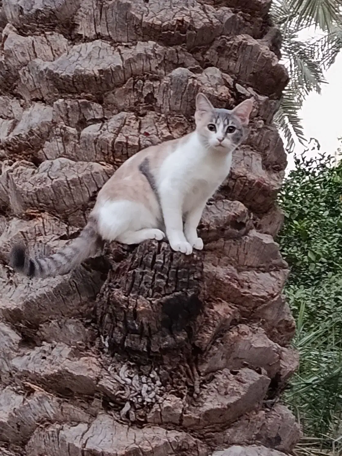 مراقبت از گربه|گربه|جم, |دیوار