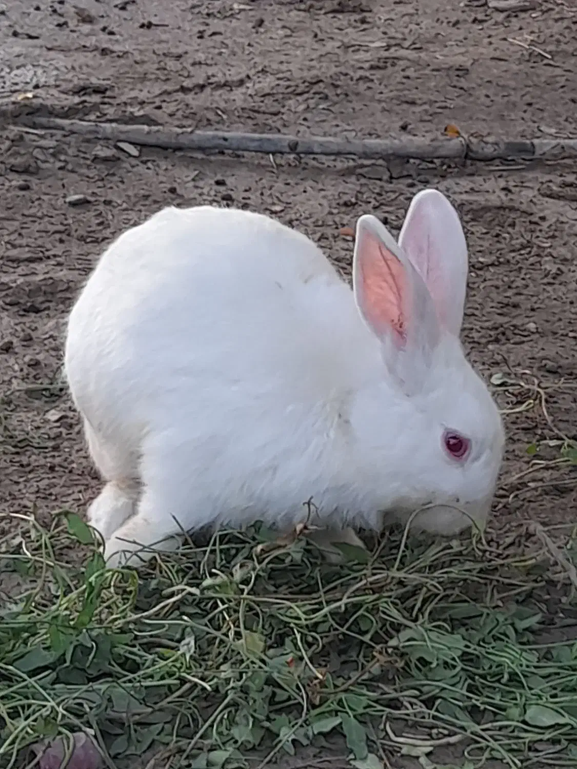 خرگوش|موش و خرگوش|رودان, |دیوار