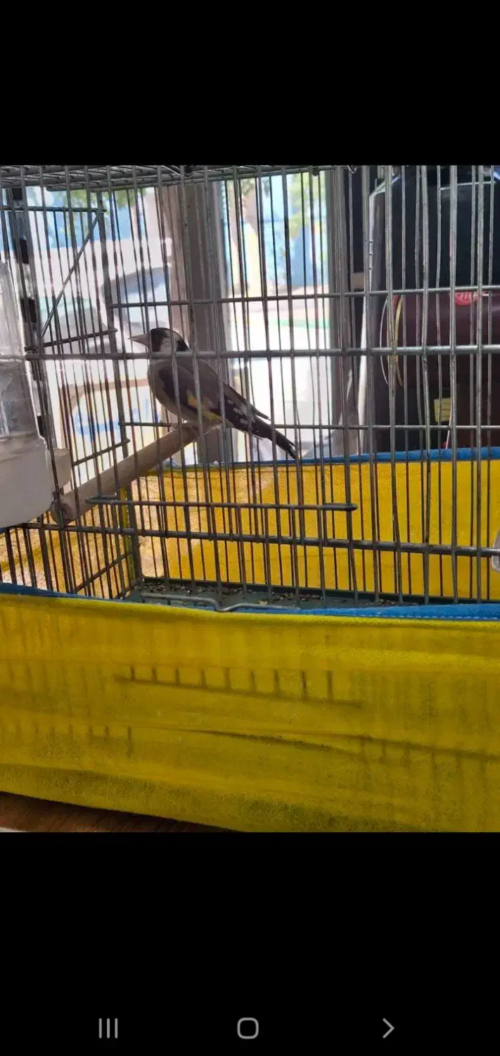 سهره نر بهاره|پرنده|ملایر, |دیوار