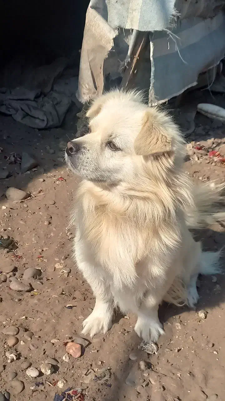 فروش یک جفت سگ پاکوتاه|سگ|کیاشهر, |دیوار