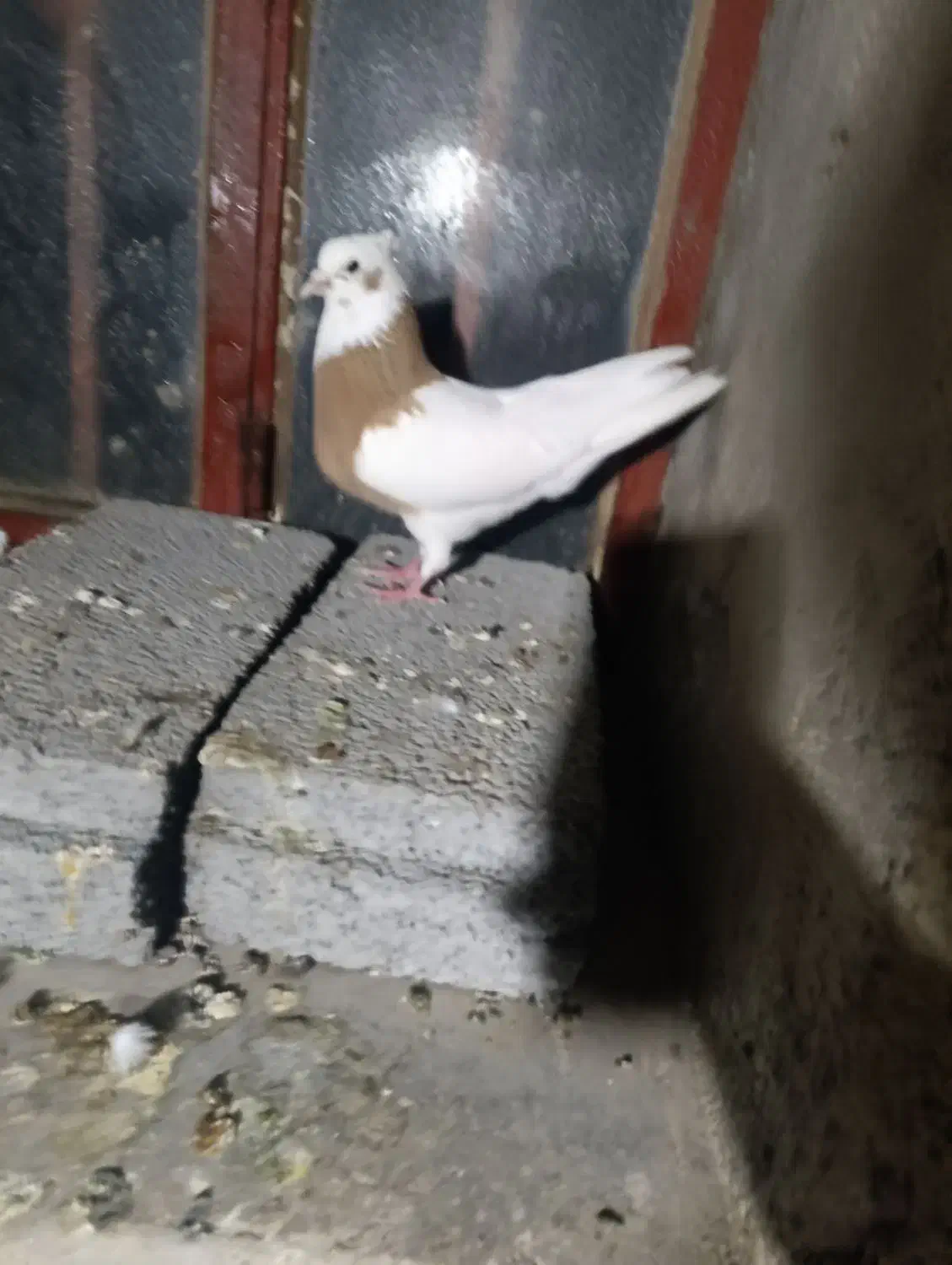 کبوتر طوقی|پرنده|سنندج, |دیوار