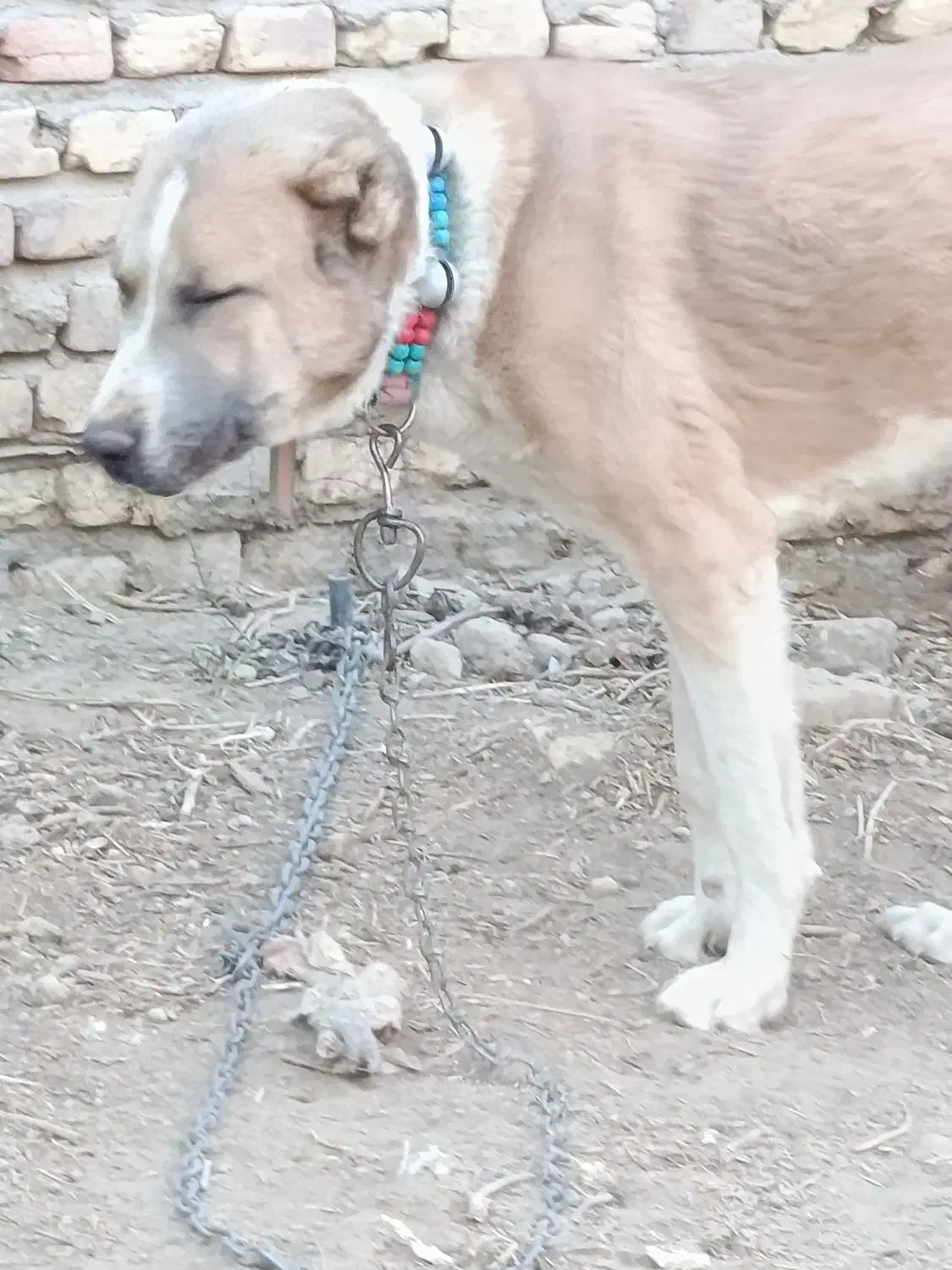 سگ درشت هیکلی|سگ|زابل, |دیوار