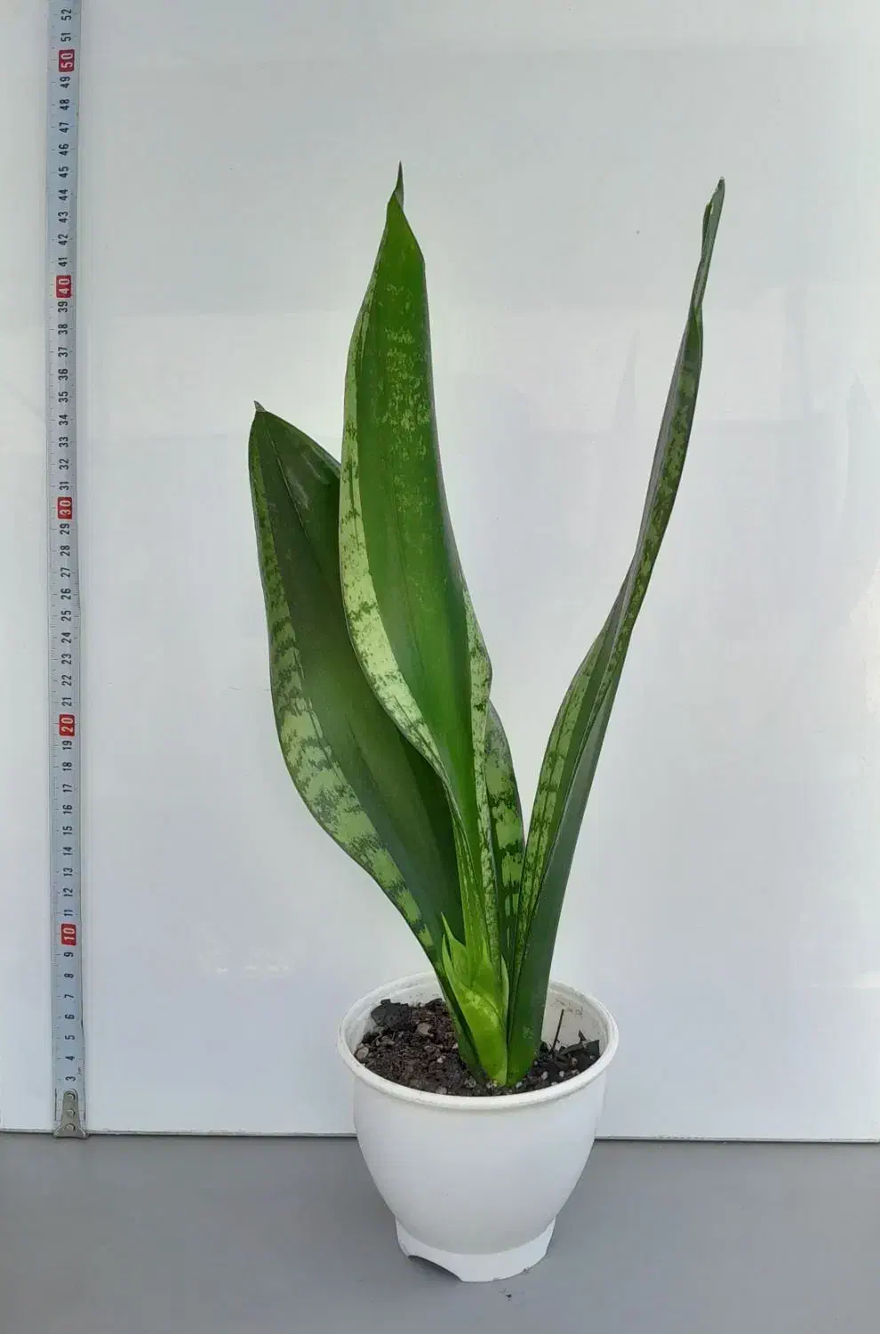 سانسوریا|گل و گیاه طبیعی|تهران, بنی‌هاشم|دیوار