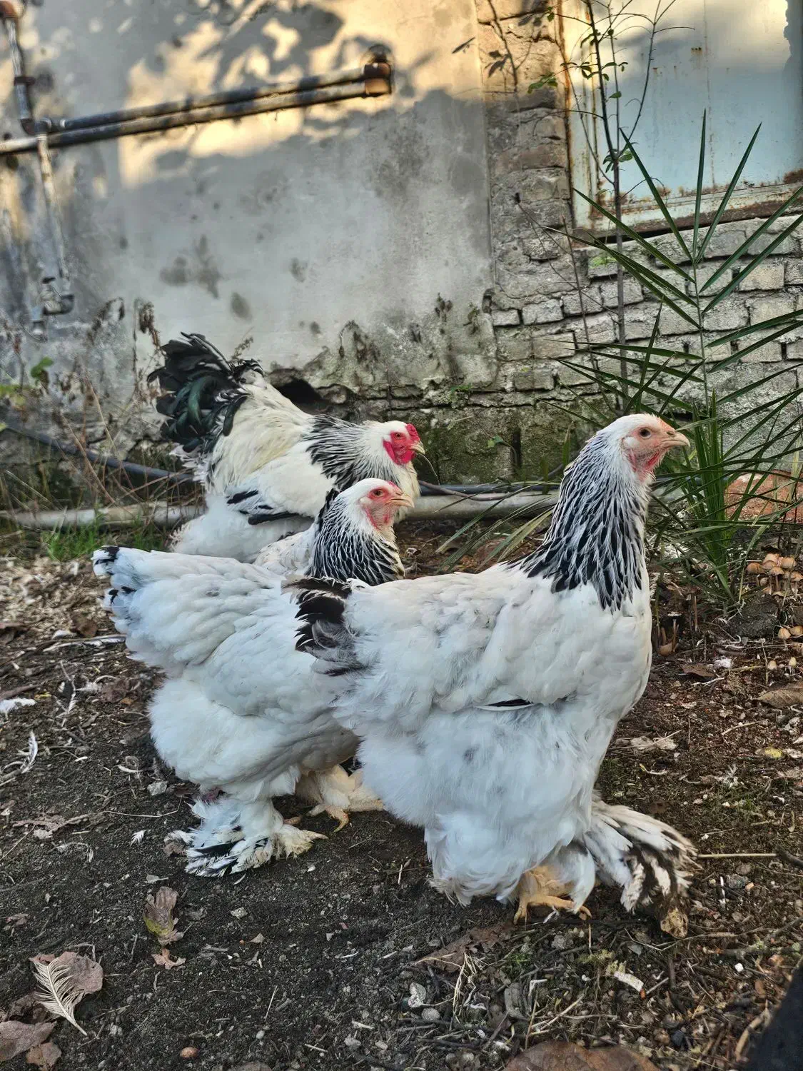 جوجه برهما لایت|حیوانات مزرعه|ساری, |دیوار