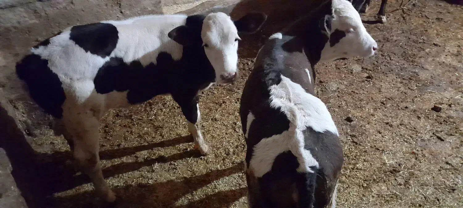 گوساله ماده|حیوانات مزرعه|بیلوار, |دیوار