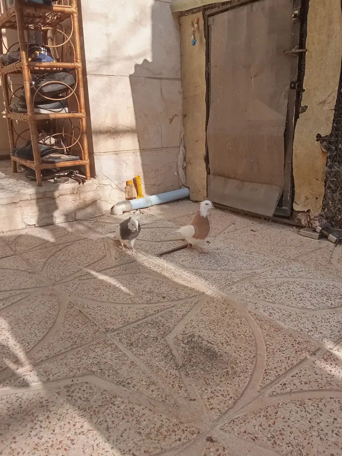 کبوتر|پرنده|اقبالیه, |دیوار