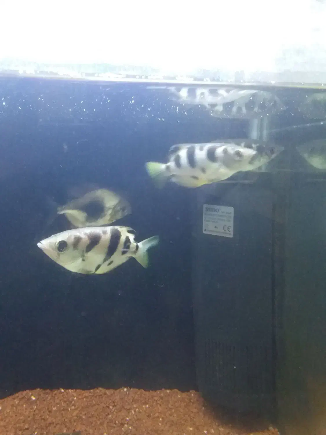 ماهی|ماهی|رشت, قاسمیه|دیوار