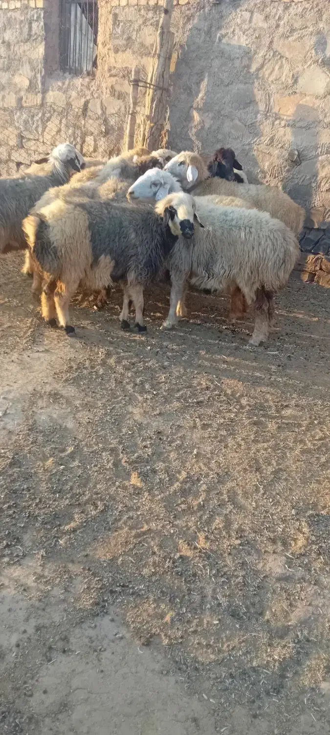 فروش میش داشتی|حیوانات مزرعه|سمیرم, |دیوار