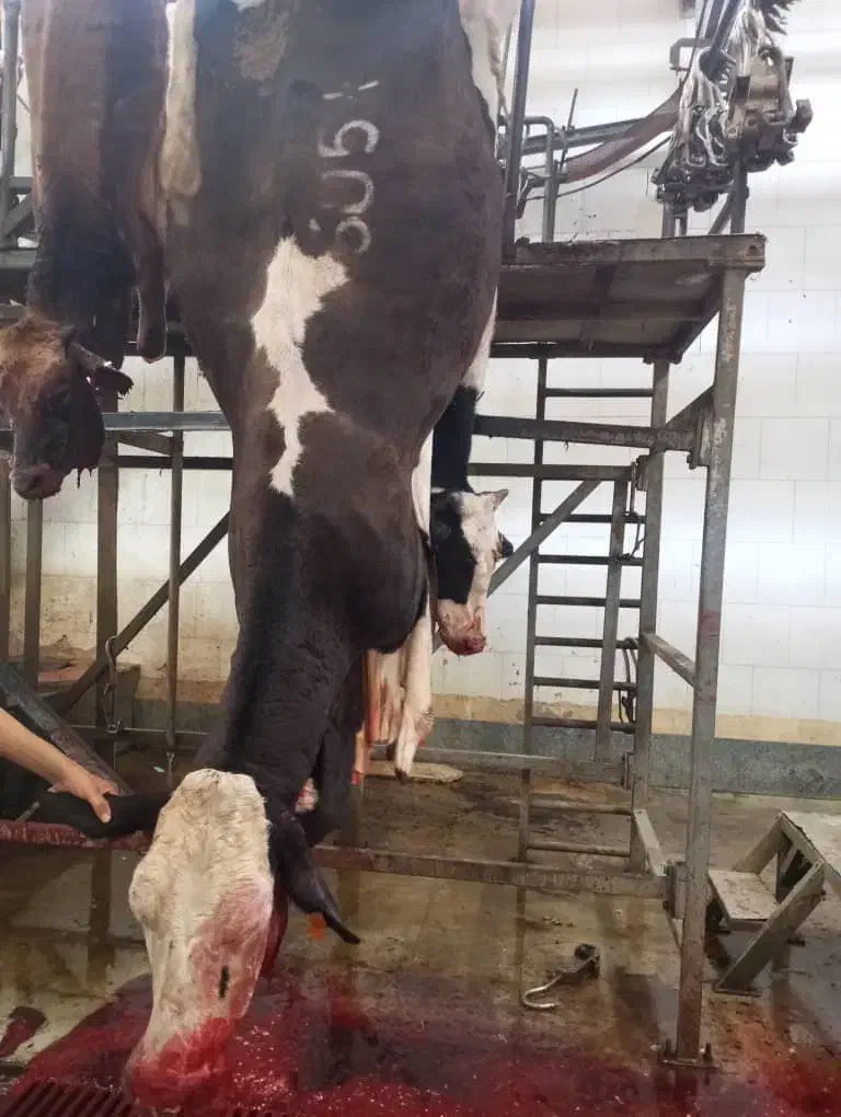 خرید و فروش هر نوع گاو گوساله افتاده پاشکسته|حیوانات مزرعه|تهران, آبشار تهران (دریاچه)|دیوار