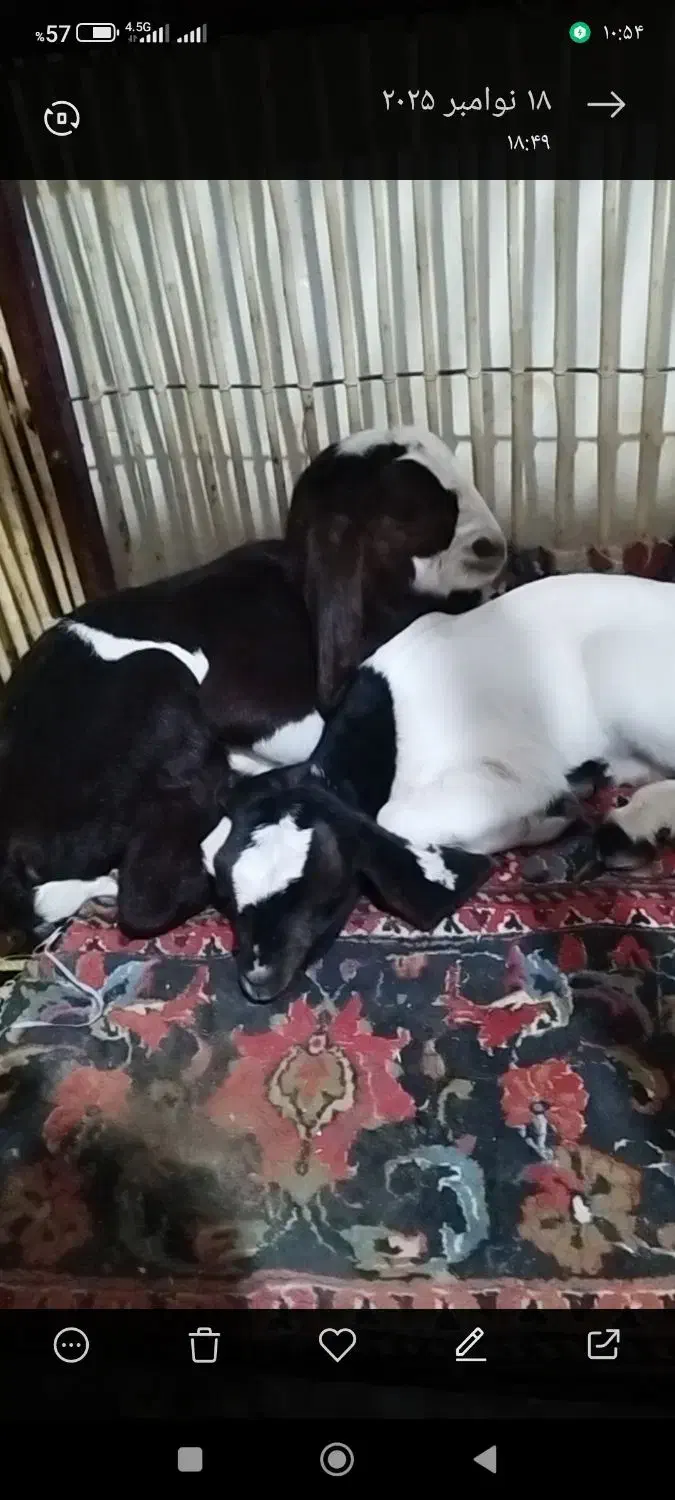 بوزدوقولوزا|حیوانات مزرعه|اشتهارد, |دیوار