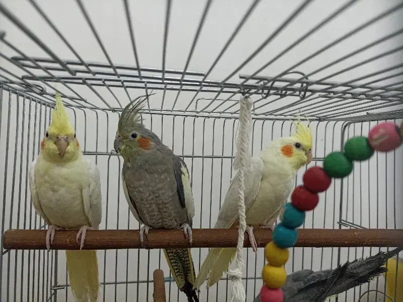 عروس هلندی|پرنده|جوکار, |دیوار