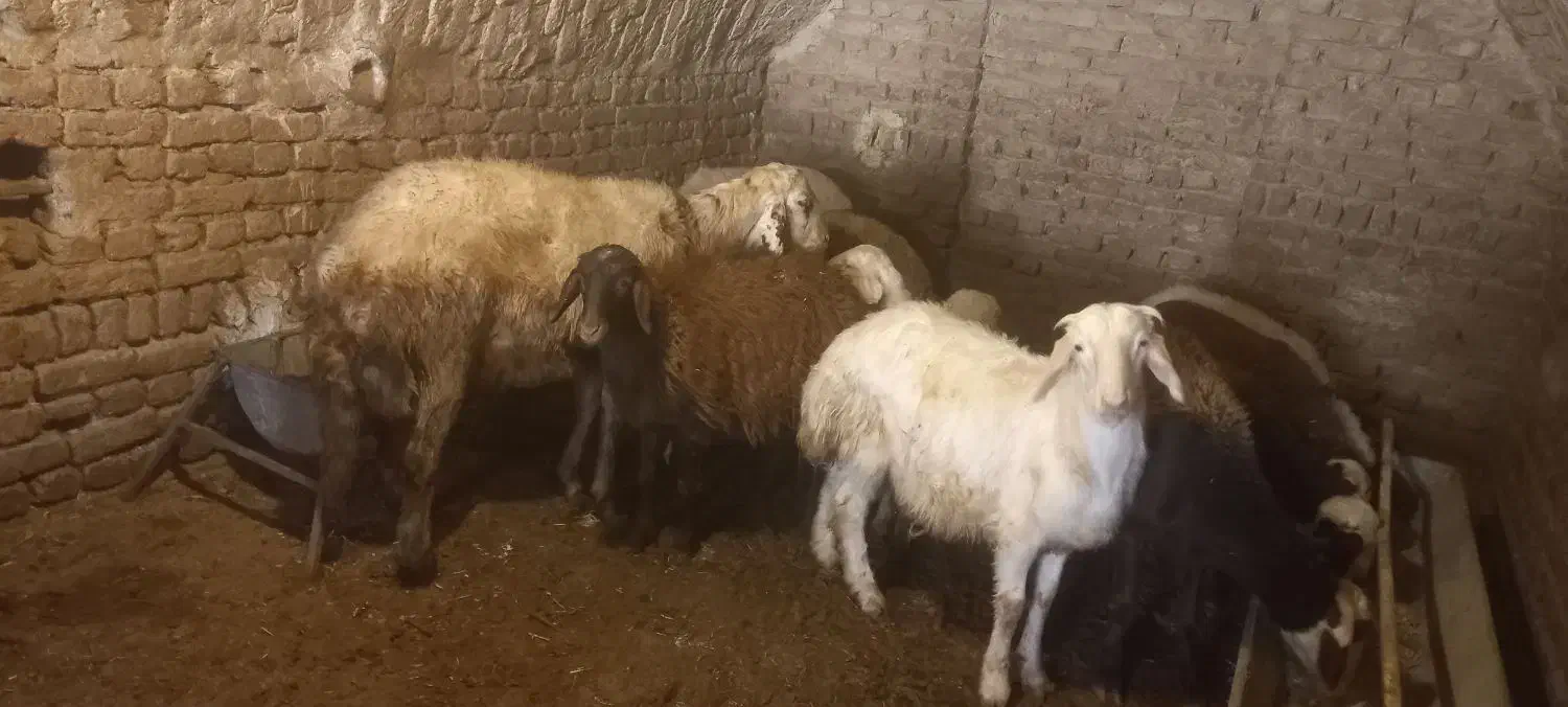 بره قوچ گوسفند میش شیشک|حیوانات مزرعه|ملایر, |دیوار