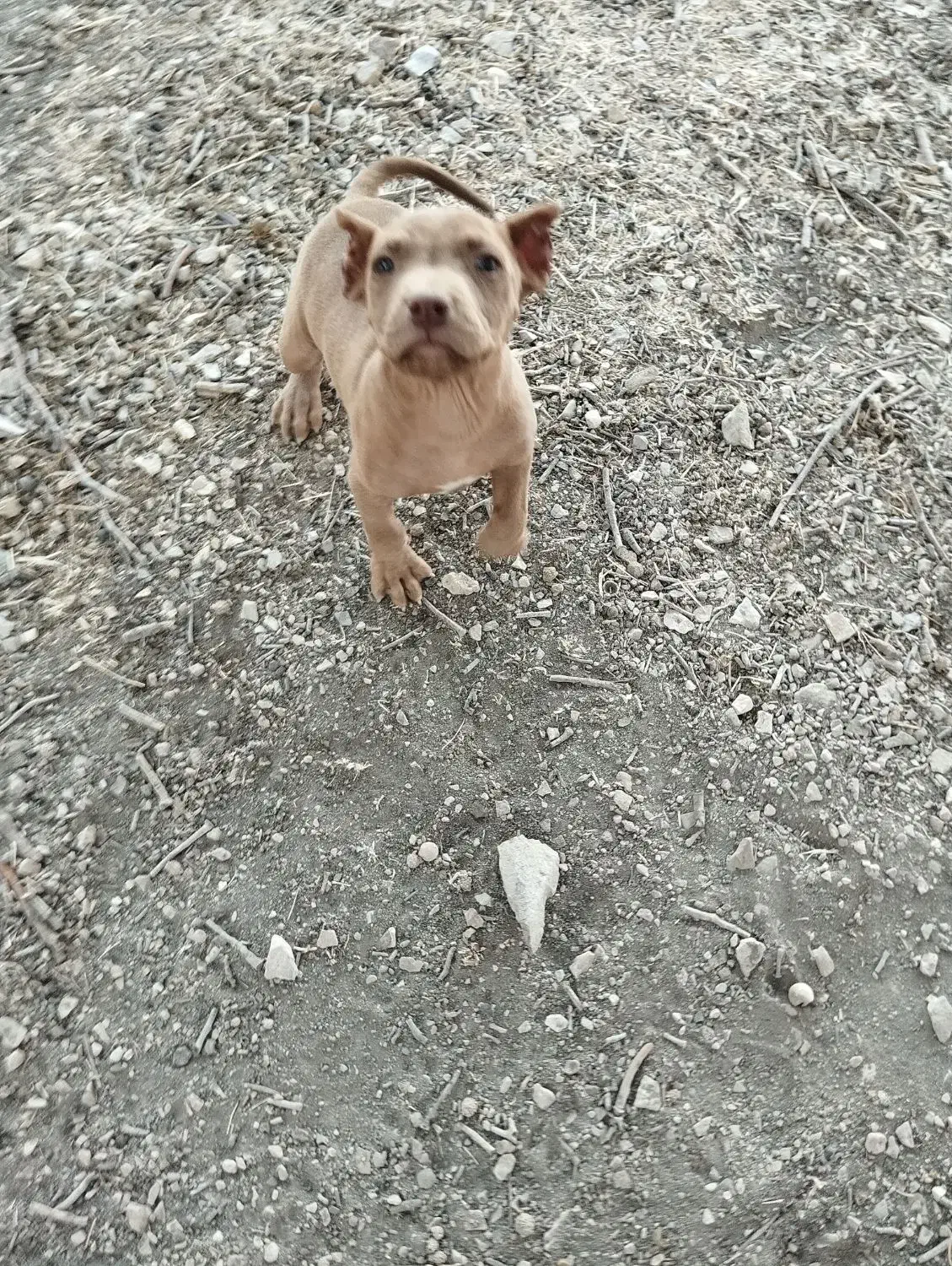 واگذاری. توله پیتبول|سگ|گهواره, |دیوار