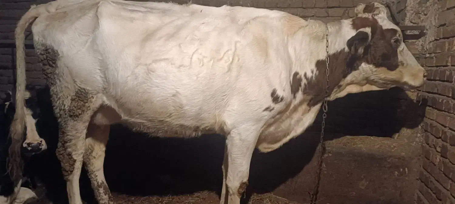 گاو سمینتال سفید|حیوانات مزرعه|نوشین شهر, |دیوار