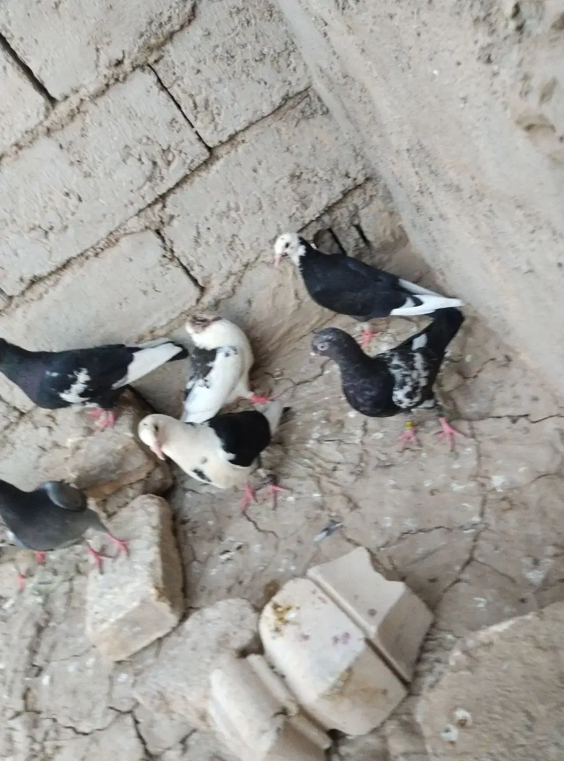 کبوتر|پرنده|زهک, |دیوار