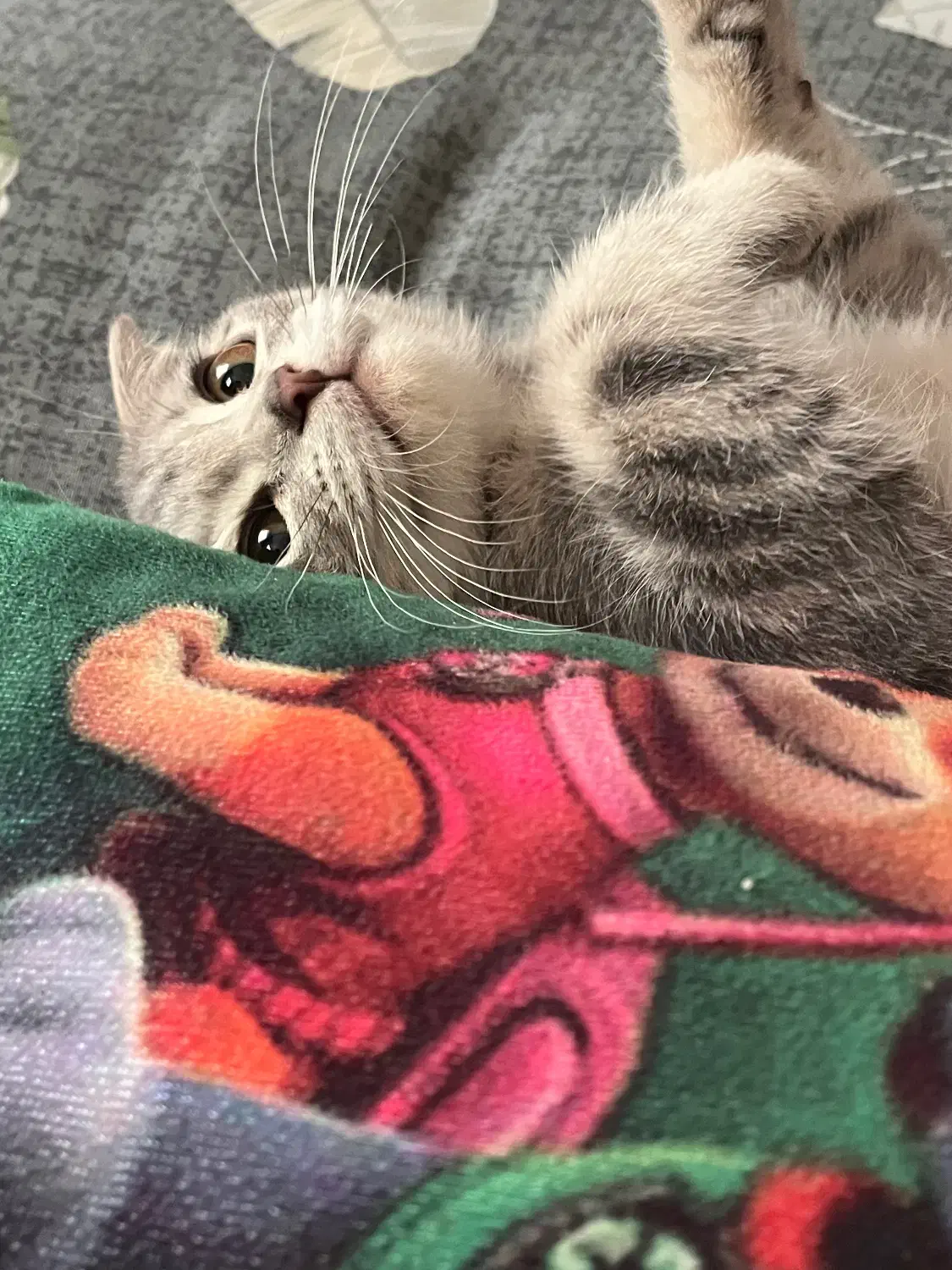 اسکاتیش فولد|گربه|ری, منصوریه منگل|دیوار