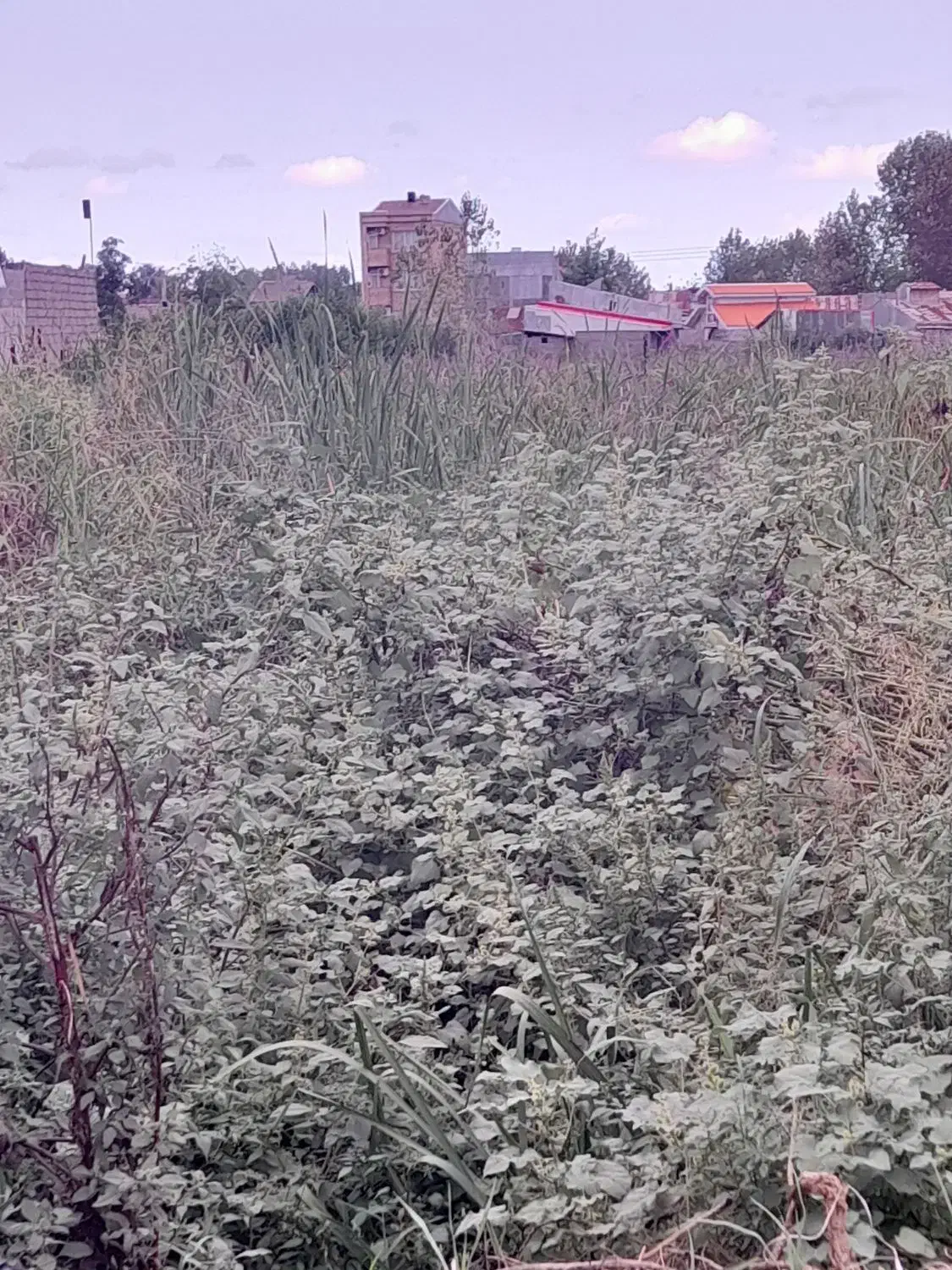 علف زنی و چمن زنی و سمپاشی|خدمات باغبانی و درختکاری|رشت, دیانتی|دیوار