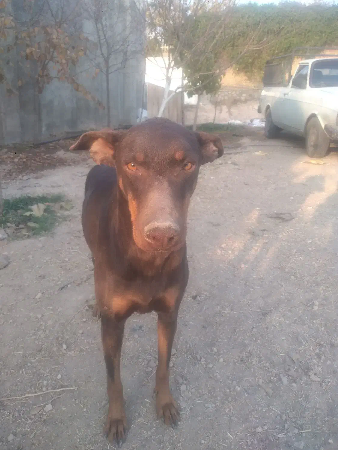 سگ ماده افغان و دوبرمن اصل|سگ|هشتگرد, فاز ۳ مهستان|دیوار