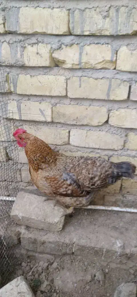 مرغ تخم گذار|حیوانات مزرعه|شیراز, ماه فیروزان|دیوار