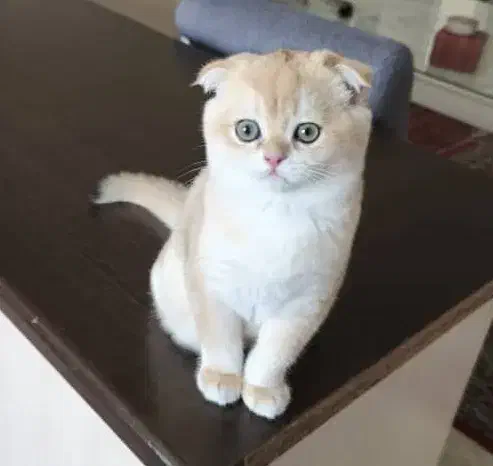 گربه اسکاتیش بریتیش ماده گلد ny11 اشرافی|گربه|تهران, منیریه|دیوار