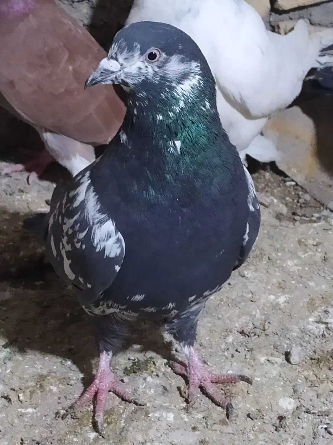 کفتر پلاکی سالم|کلکسیون و سرگرمی|ابهر, |دیوار