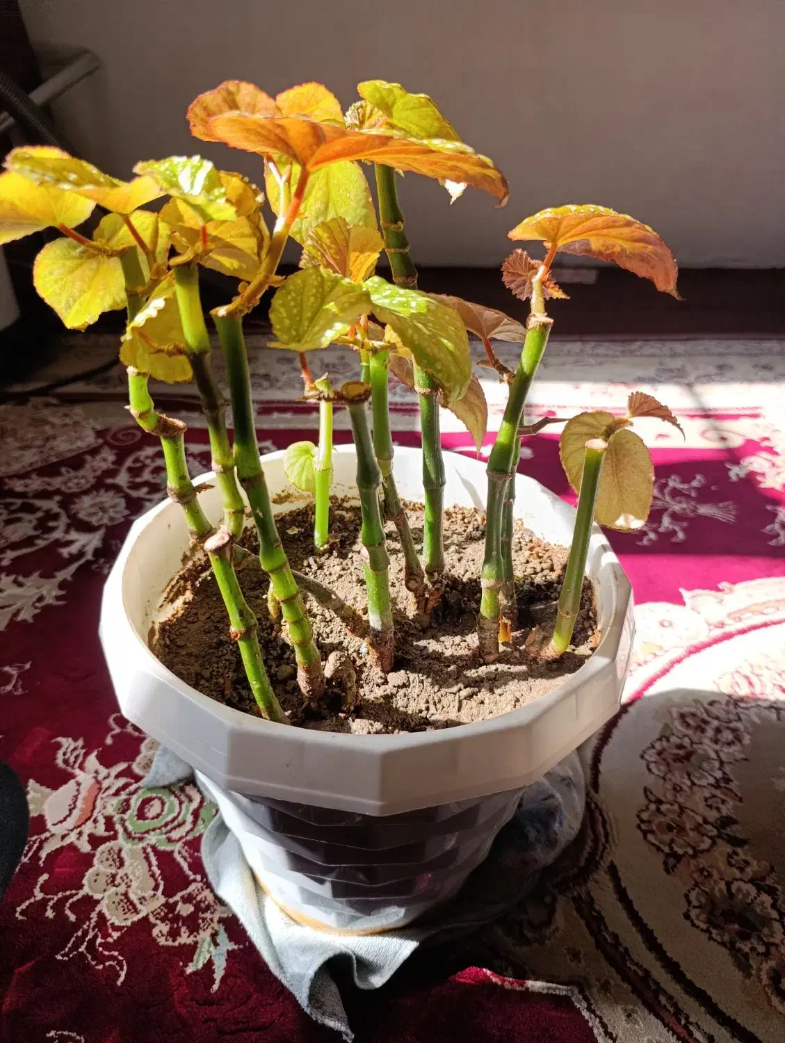 گل طبیعی|بدلیجات|سلماس, |دیوار