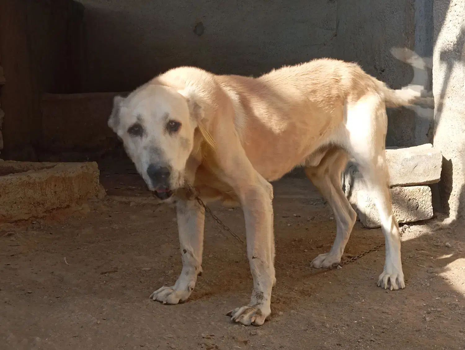 سگ خراسانی|سگ|اصفهان, لنبان|دیوار