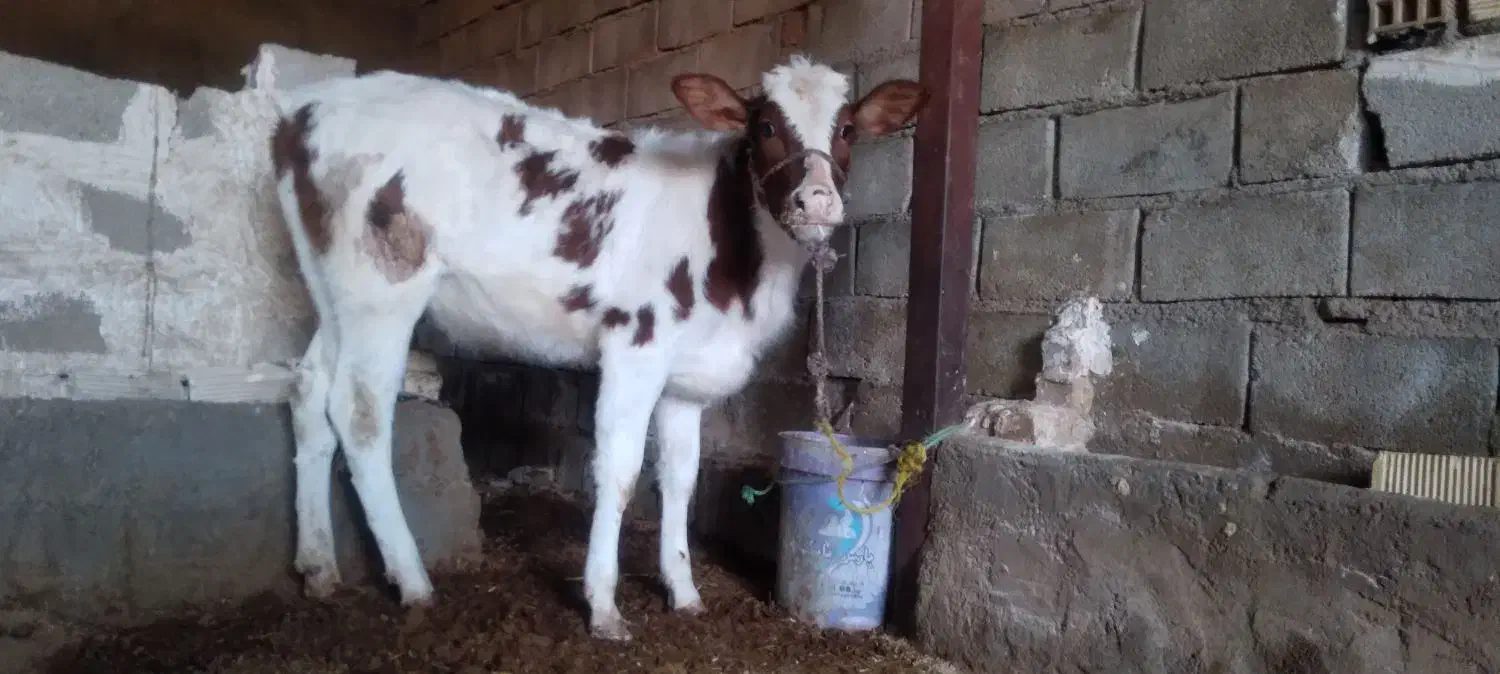 گوساله دورگه|حیوانات مزرعه|پلدختر, |دیوار