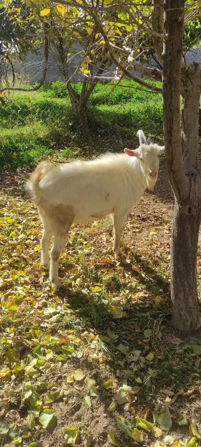 باسلام.   بز نره سانن|حیوانات مزرعه|رزن, |دیوار
