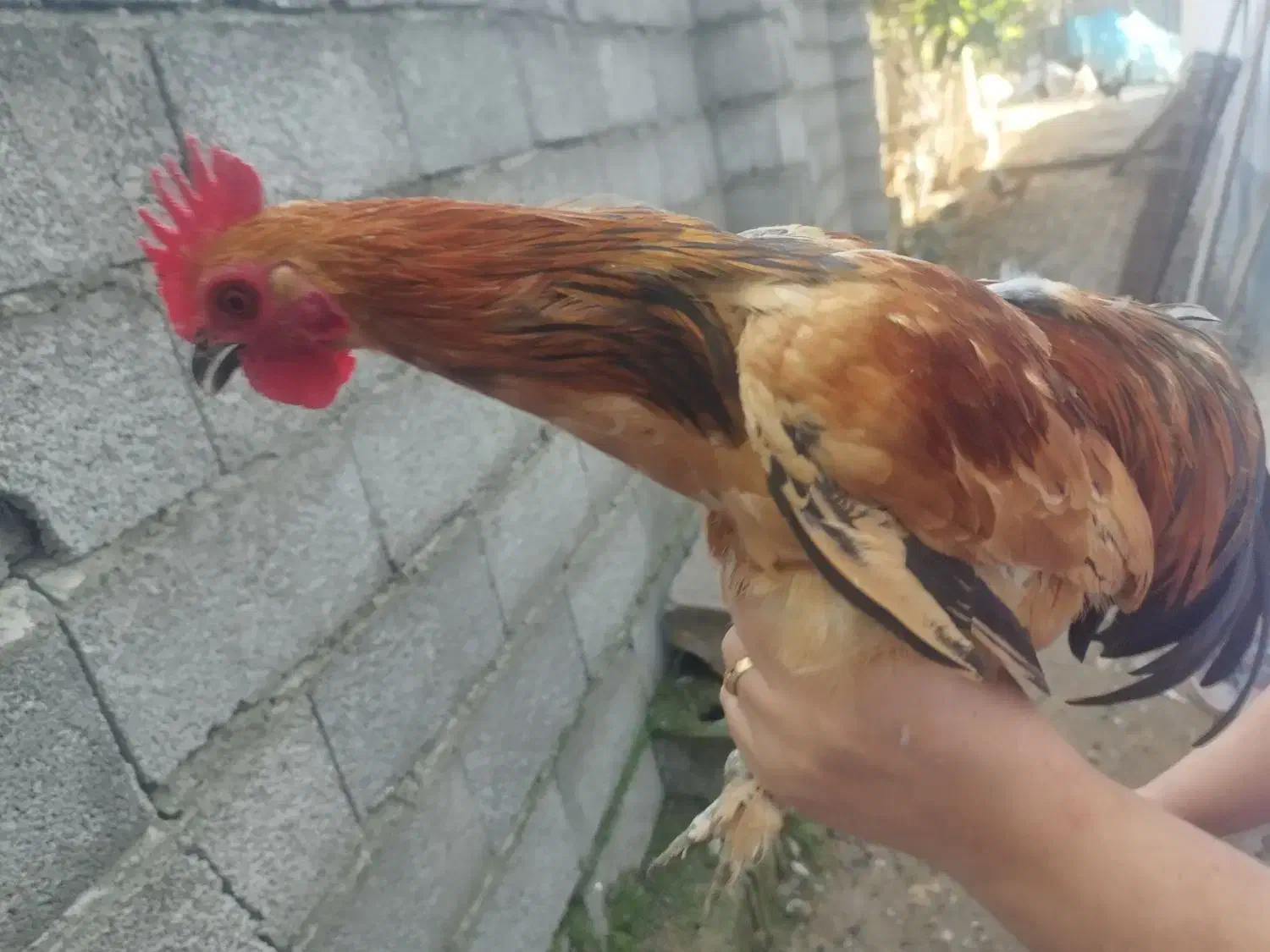 خروس تزئینی (ژاپنی)|پرنده|سیاهکل, |دیوار